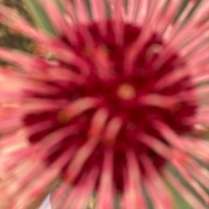 Meet your Posher, Bree